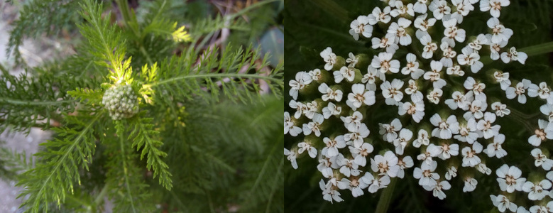 [On the left is a top-down view of a clump of very tightly-closed buds which appear to be plopped atop a small evergreen tree. The branches extend from all sides and the leaves extend from the branches. On the right is a close view of the fully-open tiny white flowers which fill the image. Each bloom appears to have four petals. At the center is yellow rimmed with dark red.]